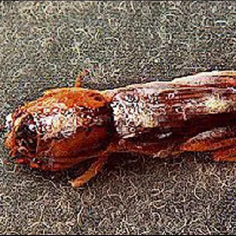 thumbnail for publication: Mole Cricket Nematode, Steinernema scapterisci Nguyen & Smart (Nematoda: Rhabditida: Steinernematidae)